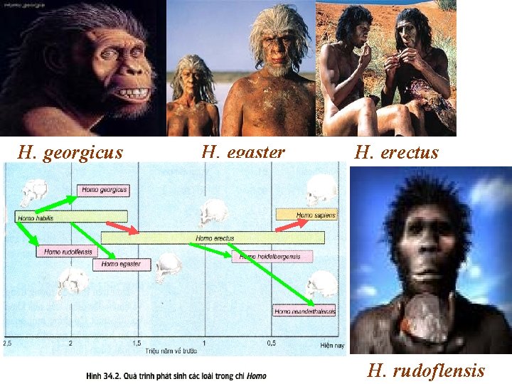 H. georgicus H. egaster H. erectus H. rudoflensis 