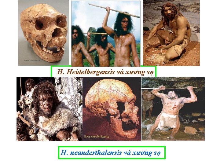 H. Heidelbergensis và xương sọ H. neanderthalensis và xương sọ 