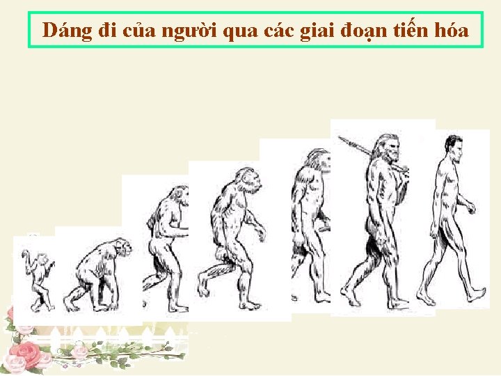 Dáng đi của người qua các giai đoạn tiến hóa 