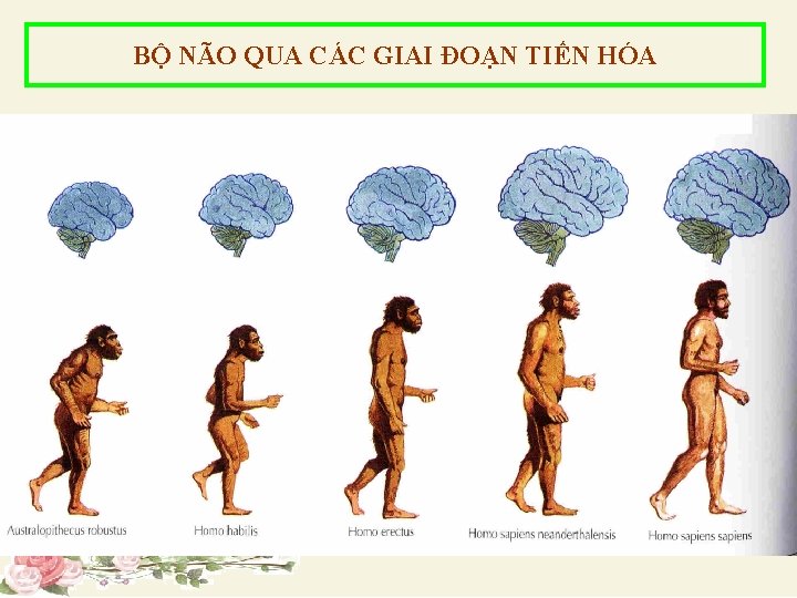 BỘ NÃO QUA CÁC GIAI ĐOẠN TIẾN HÓA 