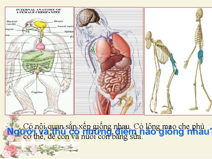 BÀI 34 SỰ PHÁT SINH LOÀI NGƯỜI Có nội quan sắp xếp giống nhau.