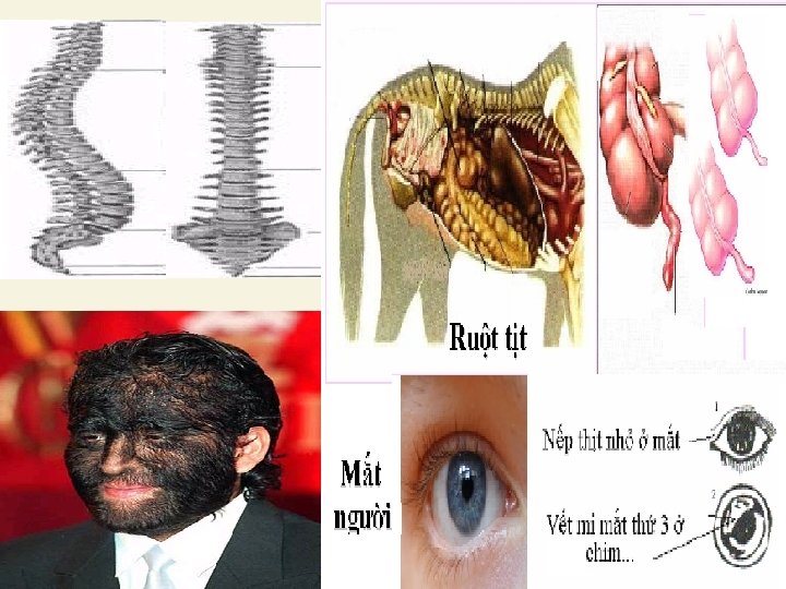 BÀI 34 SỰ PHÁT SINH LOÀI NGƯỜI 