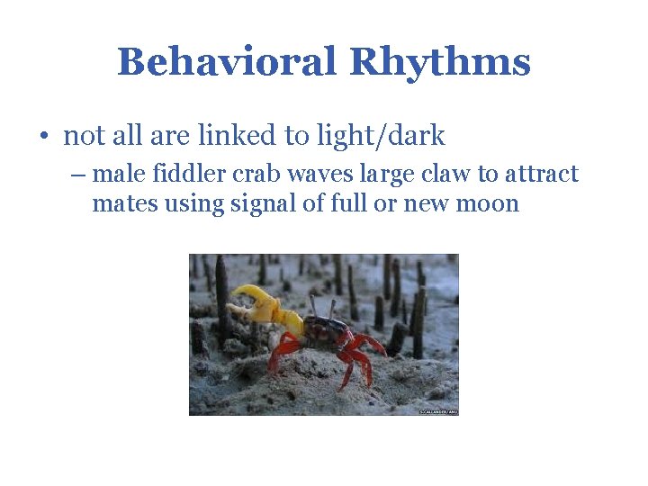 Behavioral Rhythms • not all are linked to light/dark – male fiddler crab waves