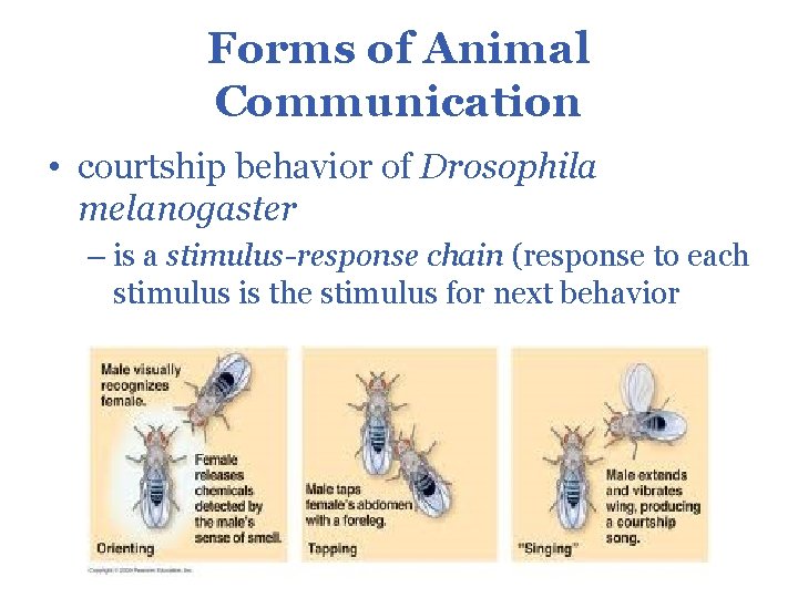 Forms of Animal Communication • courtship behavior of Drosophila melanogaster – is a stimulus-response