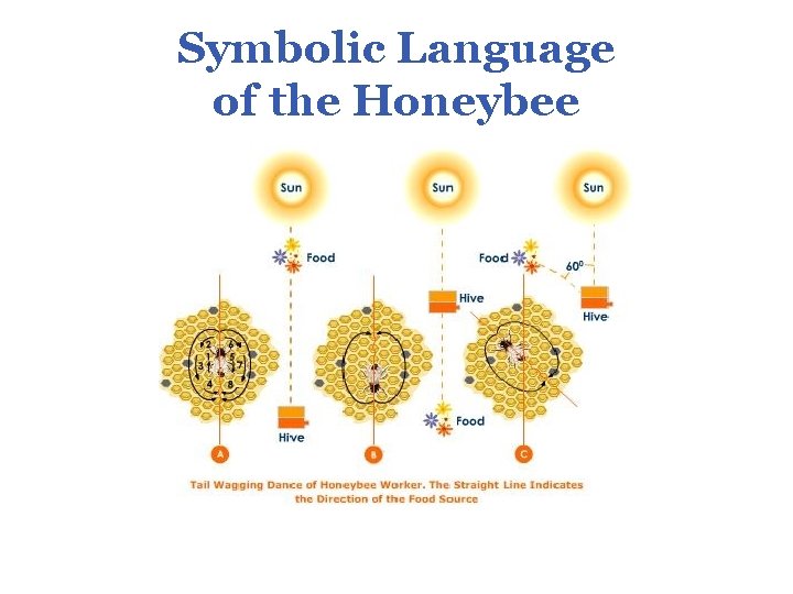 Symbolic Language of the Honeybee 