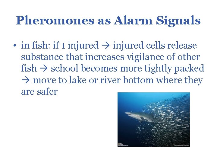 Pheromones as Alarm Signals • in fish: if 1 injured cells release substance that