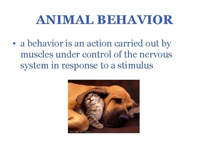 ANIMAL BEHAVIOR • a behavior is an action carried out by muscles under control