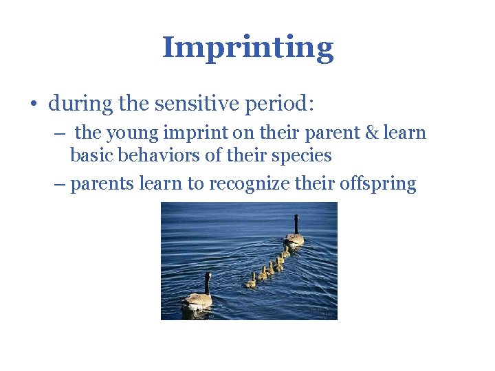 Imprinting • during the sensitive period: – the young imprint on their parent &