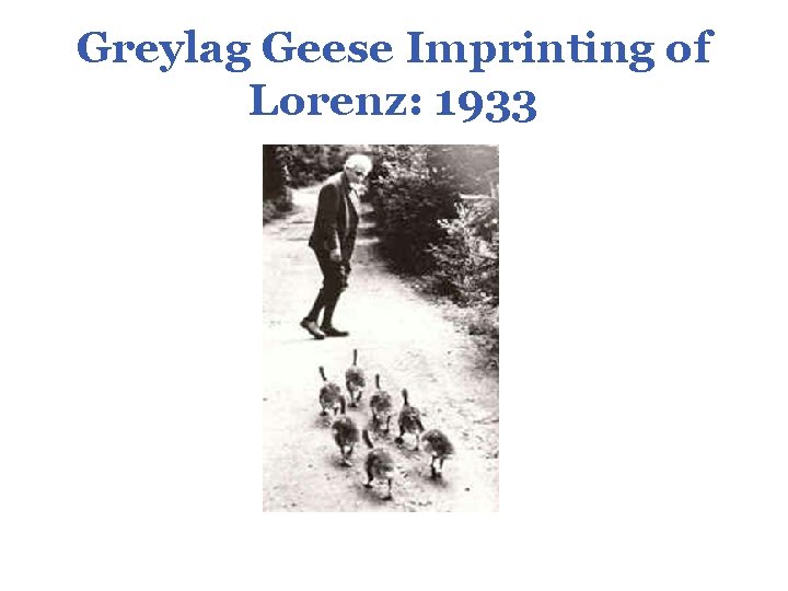 Greylag Geese Imprinting of Lorenz: 1933 