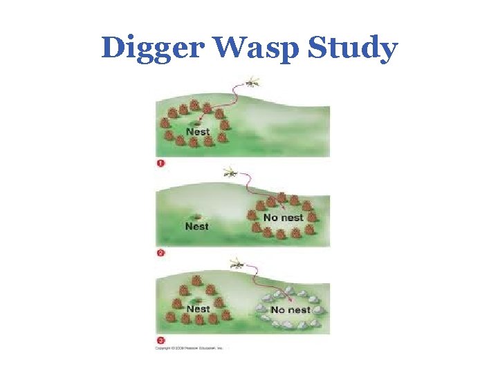 Digger Wasp Study 