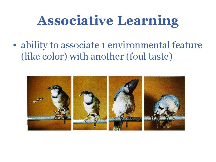 Associative Learning • ability to associate 1 environmental feature (like color) with another (foul