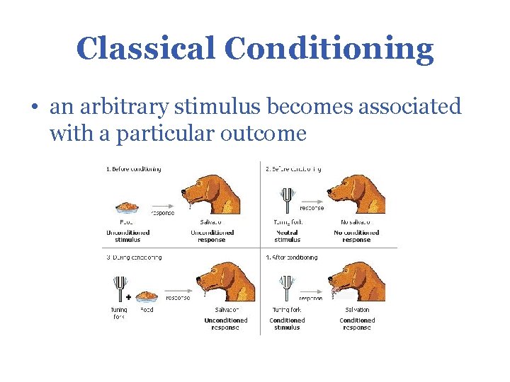 Classical Conditioning • an arbitrary stimulus becomes associated with a particular outcome 