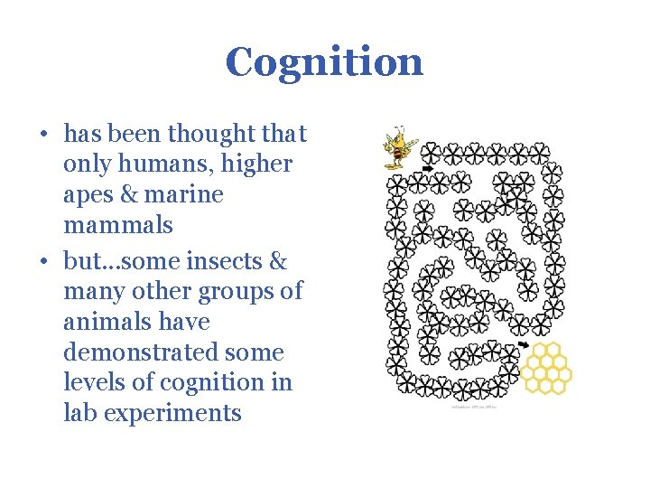 Cognition • has been thought that only humans, higher apes & marine mammals •