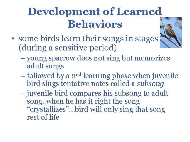 Development of Learned Behaviors • some birds learn their songs in stages (during a