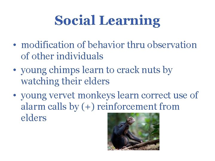 Social Learning • modification of behavior thru observation of other individuals • young chimps
