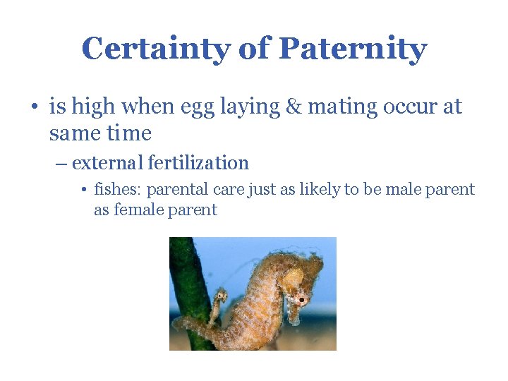 Certainty of Paternity • is high when egg laying & mating occur at same