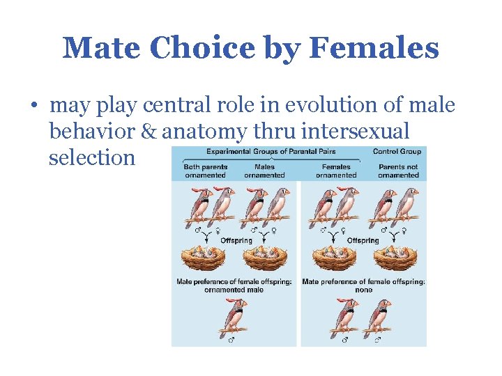 Mate Choice by Females • may play central role in evolution of male behavior