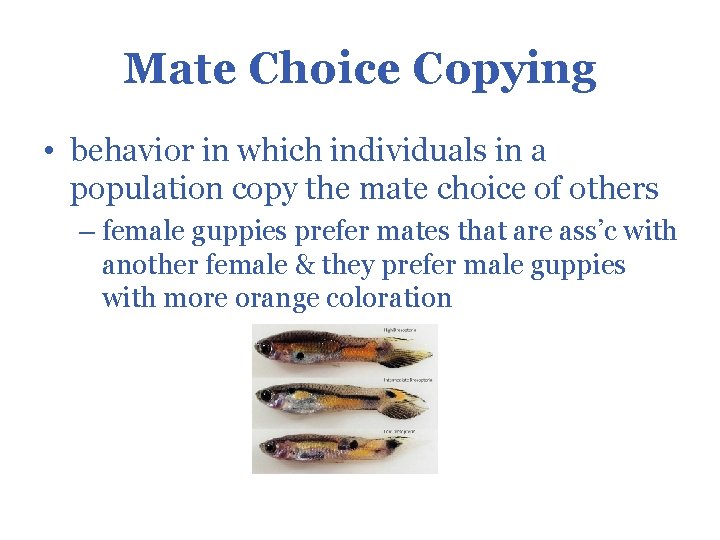 Mate Choice Copying • behavior in which individuals in a population copy the mate