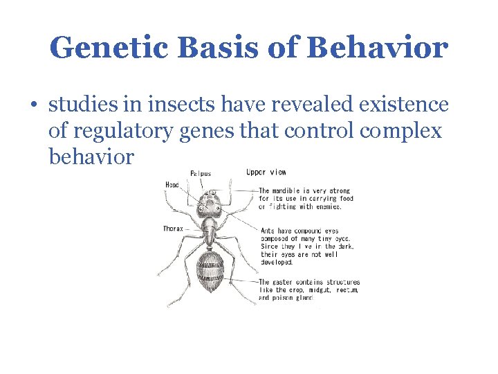 Genetic Basis of Behavior • studies in insects have revealed existence of regulatory genes
