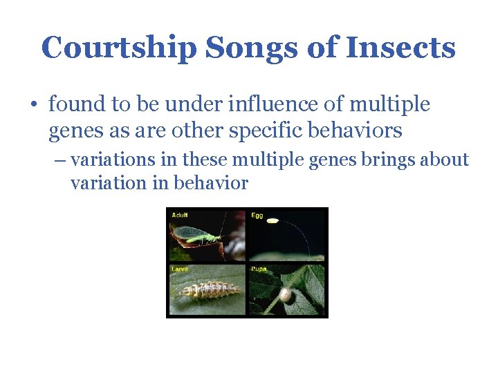 Courtship Songs of Insects • found to be under influence of multiple genes as