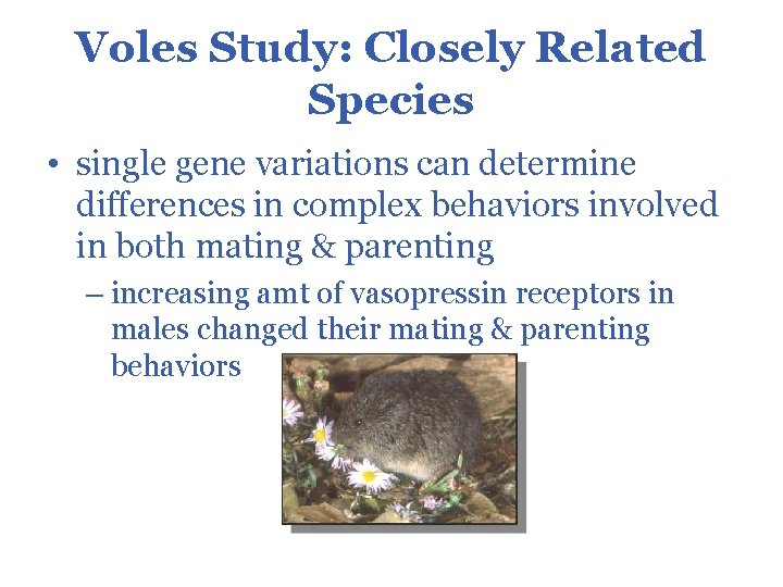 Voles Study: Closely Related Species • single gene variations can determine differences in complex