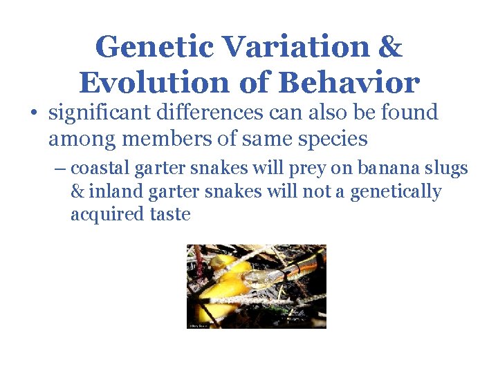 Genetic Variation & Evolution of Behavior • significant differences can also be found among