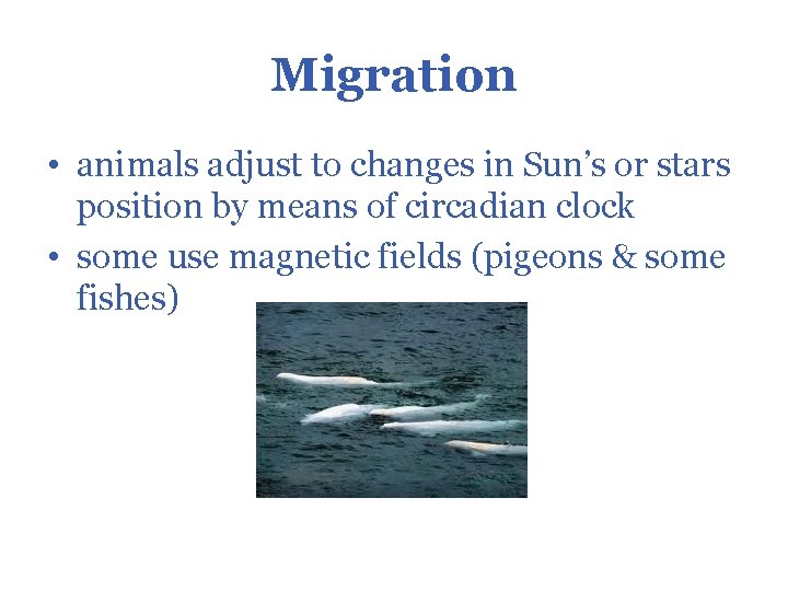 Migration • animals adjust to changes in Sun’s or stars position by means of