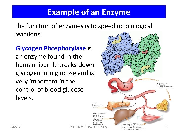 Example of an Enzyme The function of enzymes is to speed up biological reactions.