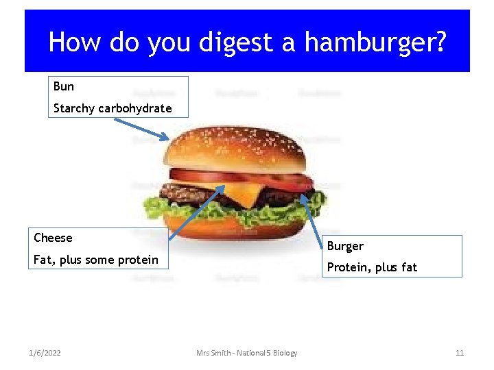 How do you digest a hamburger? Bun Starchy carbohydrate Cheese Burger Fat, plus some