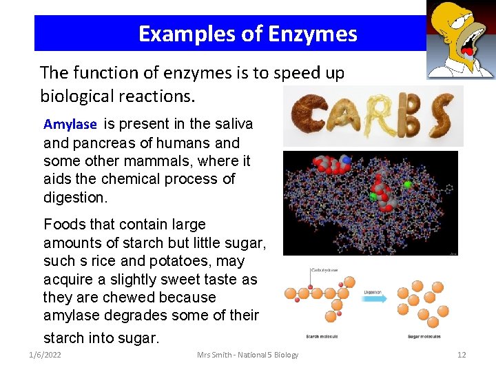 Examples of Enzymes The function of enzymes is to speed up biological reactions. Amylase