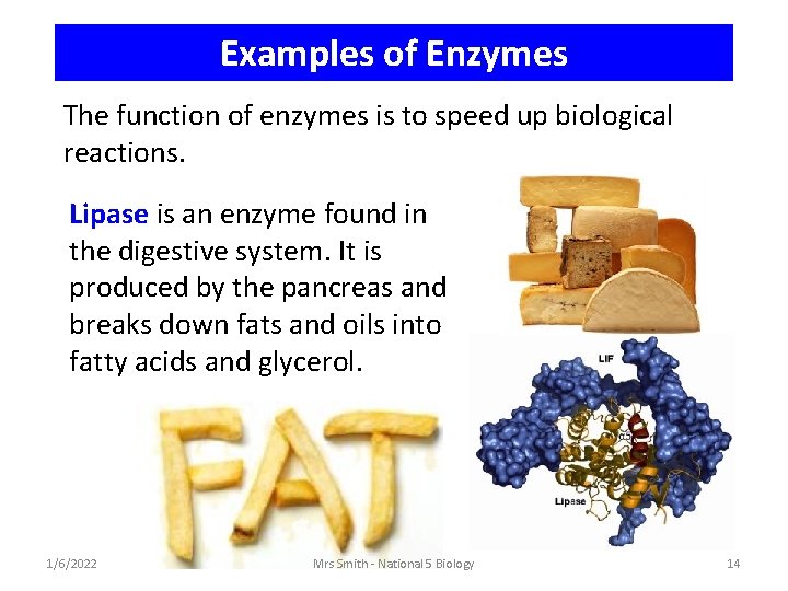 Examples of Enzymes The function of enzymes is to speed up biological reactions. Lipase