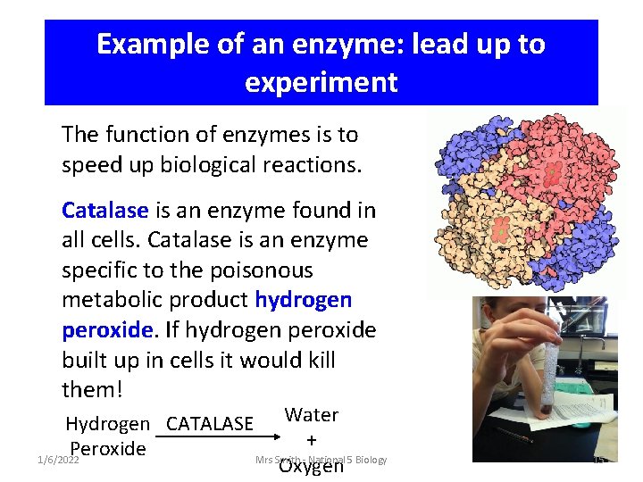 Example of an enzyme: lead up to experiment The function of enzymes is to