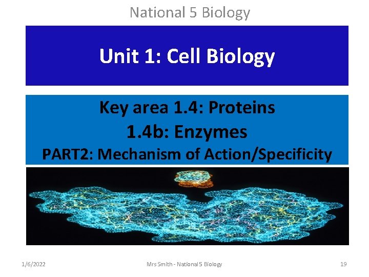 National 5 Biology Unit 1: Cell Biology Key area 1. 4: Proteins 1. 4