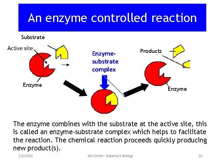 An enzyme controlled reaction Substrate Active site Enzymesubstrate complex Enzyme Products Enzyme The enzyme