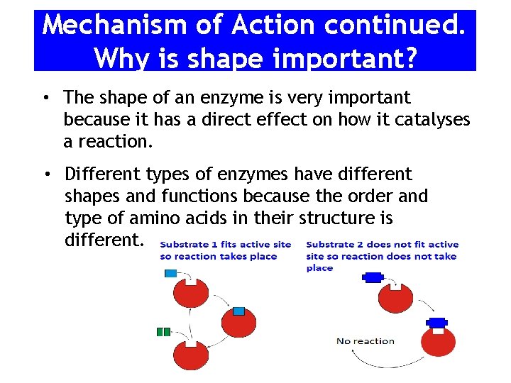 Mechanism of Action continued. Why is shape important? • The shape of an enzyme