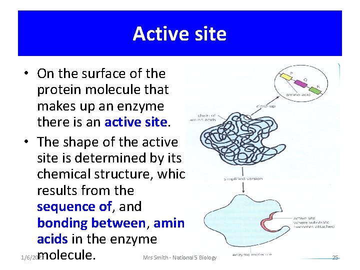 Active site • On the surface of the protein molecule that makes up an