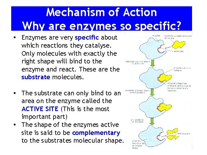 Mechanism of Action Why are enzymes so specific? • Enzymes are very specific about