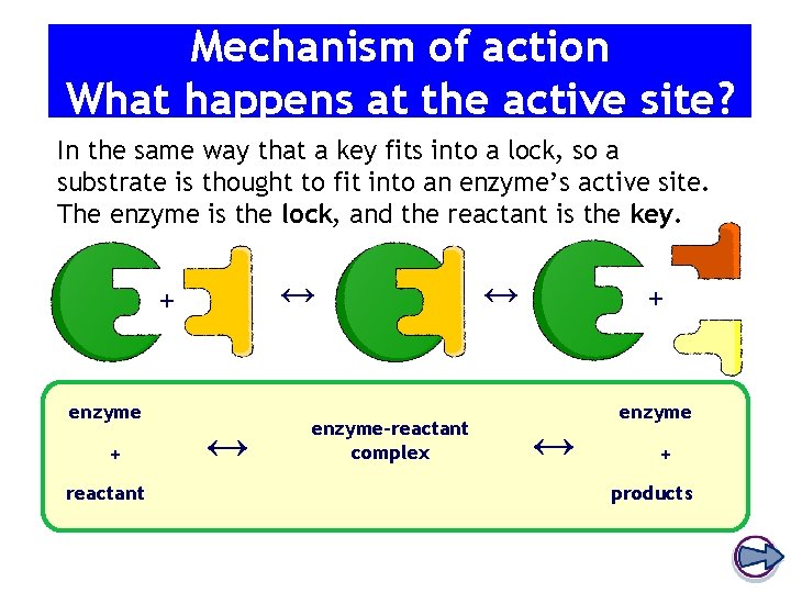 Mechanism of action What happens at the active site? In the same way that