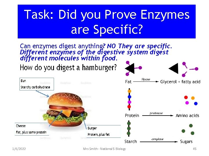 Task: Did you Prove Enzymes are Specific? Can enzymes digest anything? NO They are