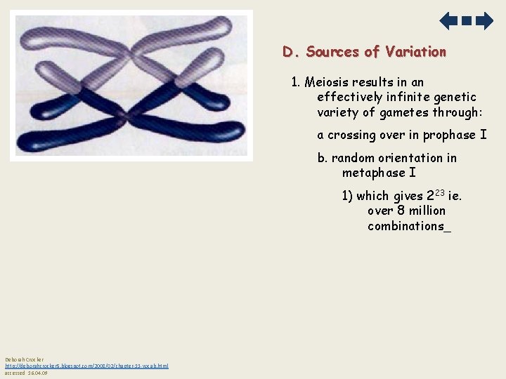 D. Sources of Variation 1. Meiosis results in an effectively infinite genetic variety of