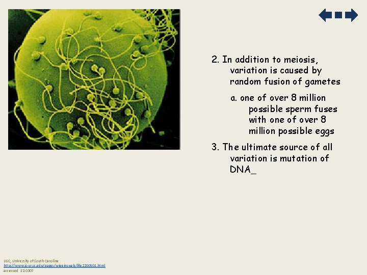 2. In addition to meiosis, variation is caused by random fusion of gametes a.