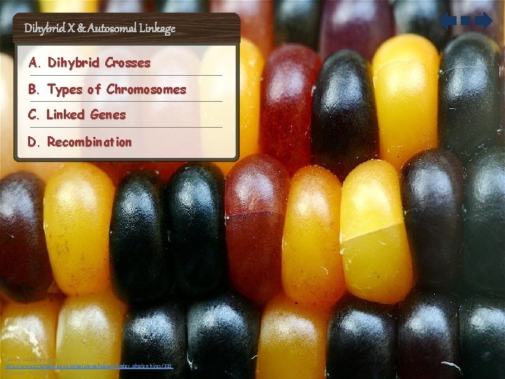 Dihybrid X & Autosomal Linkage A. Dihybrid Crosses B. Types of Chromosomes C. Linked