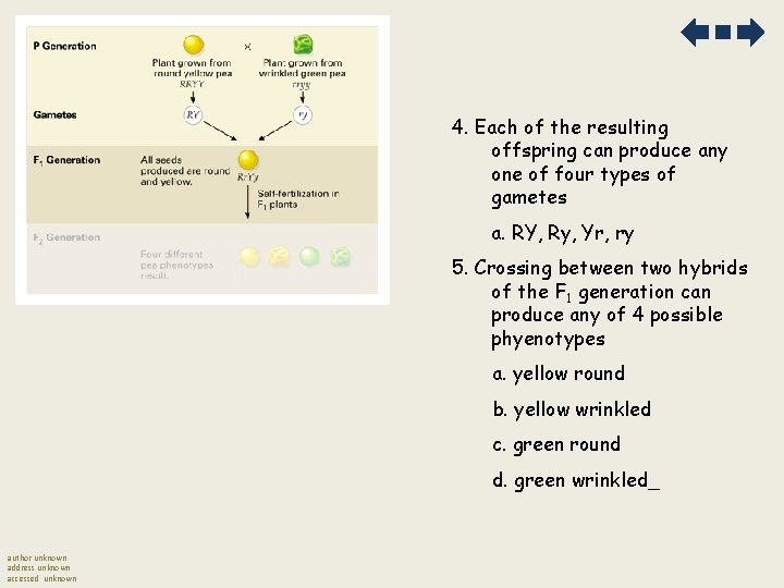 4. Each of the resulting offspring can produce any one of four types of