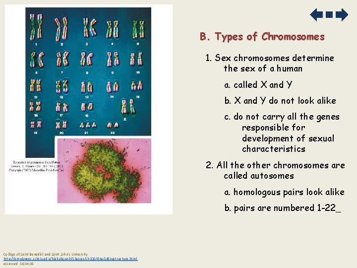 B. Types of Chromosomes 1. Sex chromosomes determine the sex of a human a.