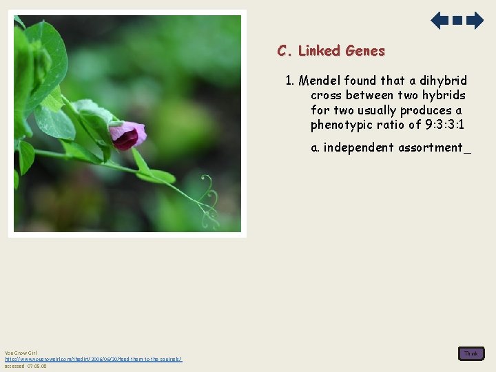 C. Linked Genes 1. Mendel found that a dihybrid cross between two hybrids for