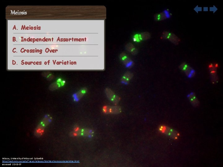 Meiosis A. Meiosis B. Independent Assortment C. Crossing Over D. Sources of Variation Mizzou,