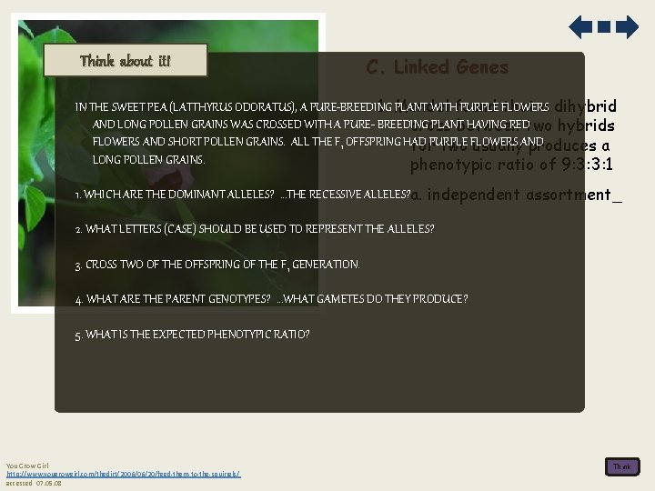 Think about it! C. Linked Genes IN THE SWEET PEA (LATTHYRUS ODORATUS), A PURE-BREEDING