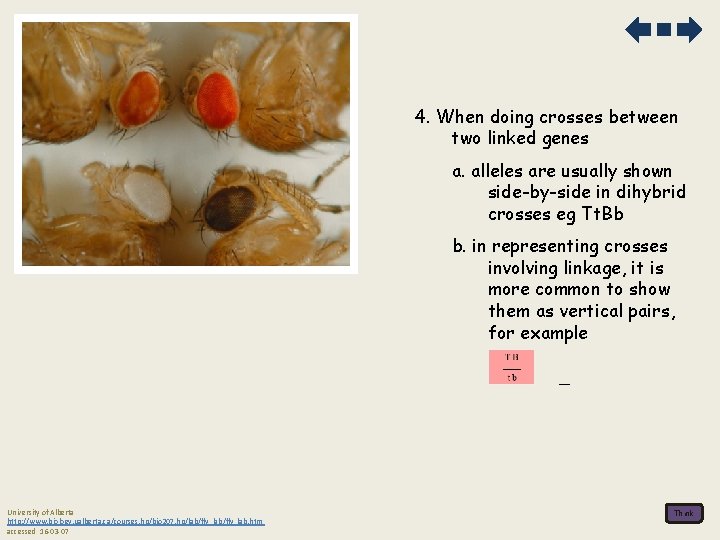 4. When doing crosses between two linked genes a. alleles are usually shown side-by-side