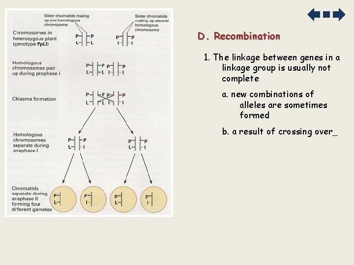 D. Recombination 1. The linkage between genes in a linkage group is usually not