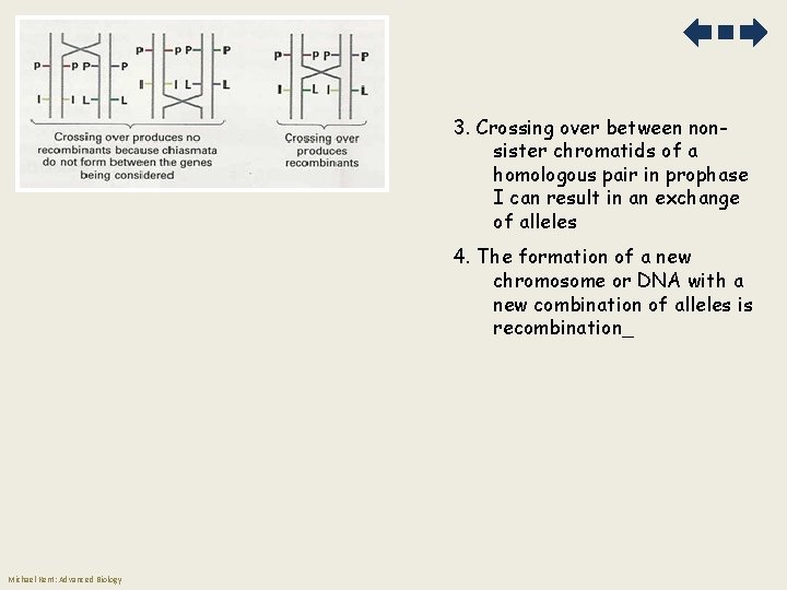 3. Crossing over between nonsister chromatids of a homologous pair in prophase I can